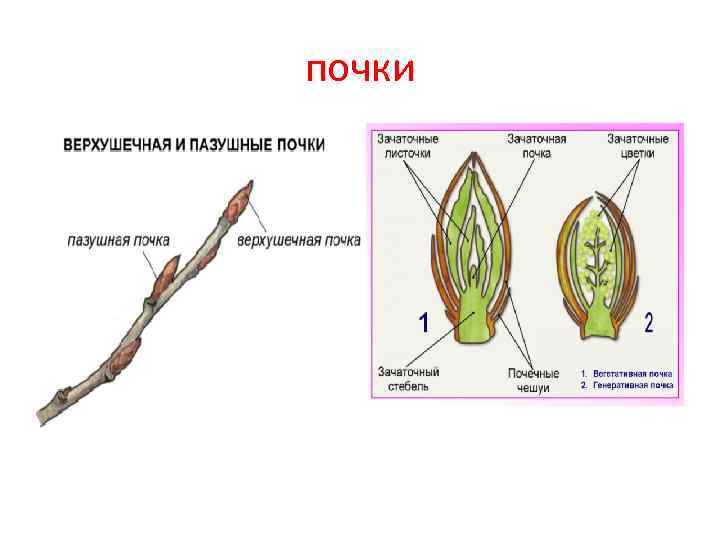 Строение побега и почек