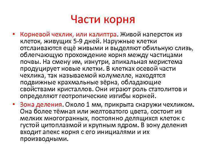    Части корня • Корневой чехлик, или калиптра. Живой наперсток из 
