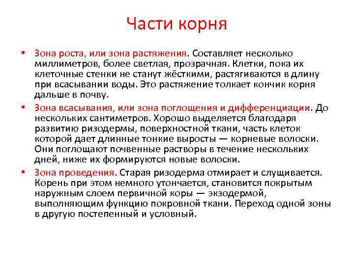     Части корня • Зона роста, или зона растяжения. Составляет несколько