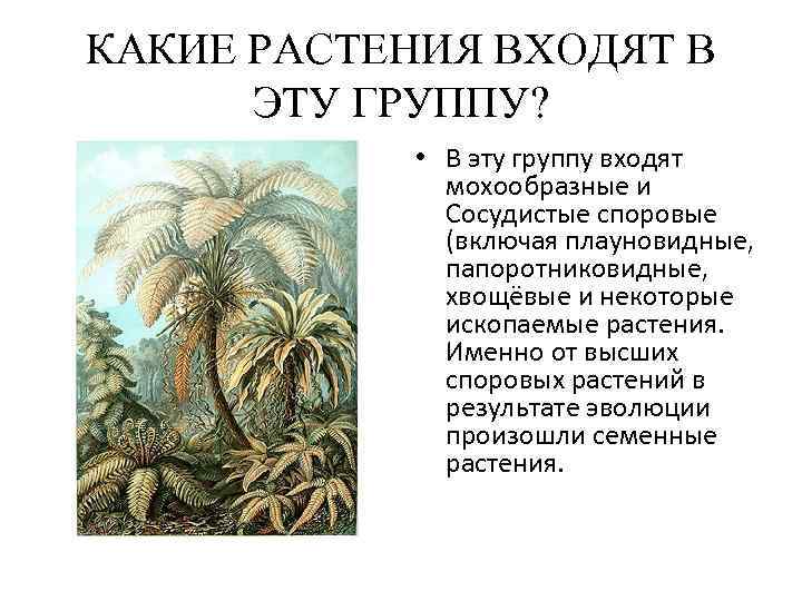 КАКИЕ РАСТЕНИЯ ВХОДЯТ В  ЭТУ ГРУППУ?    • В эту группу