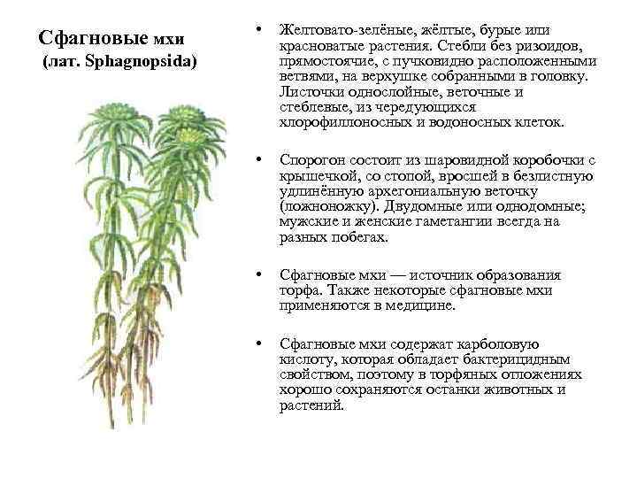     •  Желтовато-зелёные, жёлтые, бурые или Сфагновые мхи  