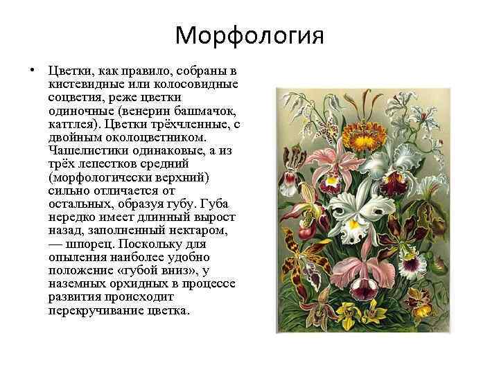      Морфология • Цветки, как правило, собраны в  кистевидные