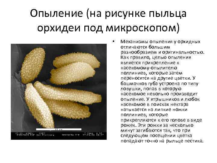 Опыление (на рисунке пыльца орхидеи под микроскопом)    •  Механизмы опыления