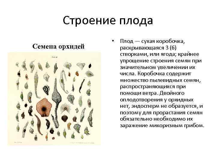   Строение плода    • Плод — сухая коробочка, Семена орхидей