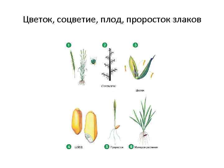 Цветок, соцветие, плод, проросток злаков 