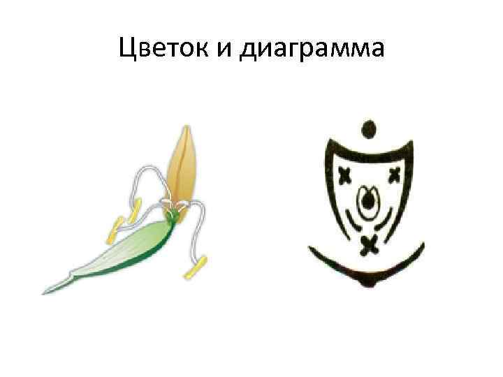 Цветок и диаграмма 