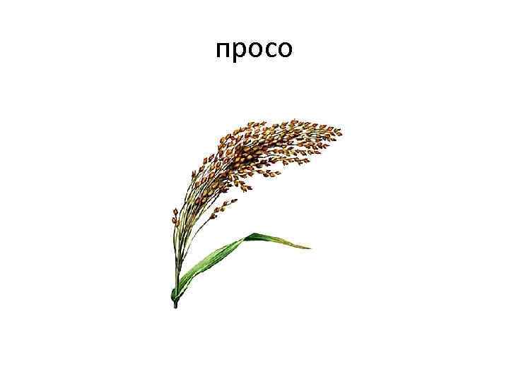 просо 
