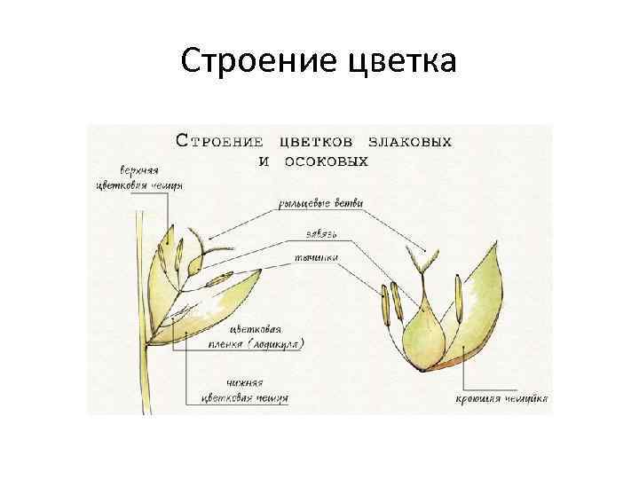 Строение цветка 