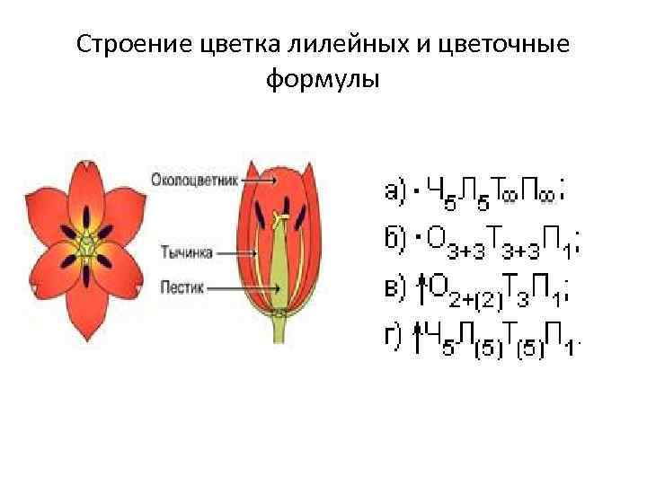 Строение цветка лилейных и цветочные    формулы 