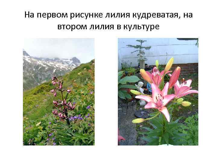 На первом рисунке лилия кудреватая, на  втором лилия в культуре 
