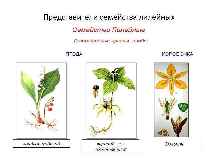 Три примера лилейных. Представители семейства лилейных растений. Однодольные Лилейные представители. Представители семейства Лилейные 7 класс. Цветы семейства лилейных названия.