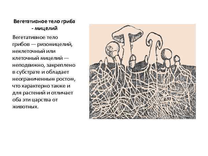Вегетативное тело гриба  - мицелий Вегетативное тело грибов — ризомицелий,  неклеточный или
