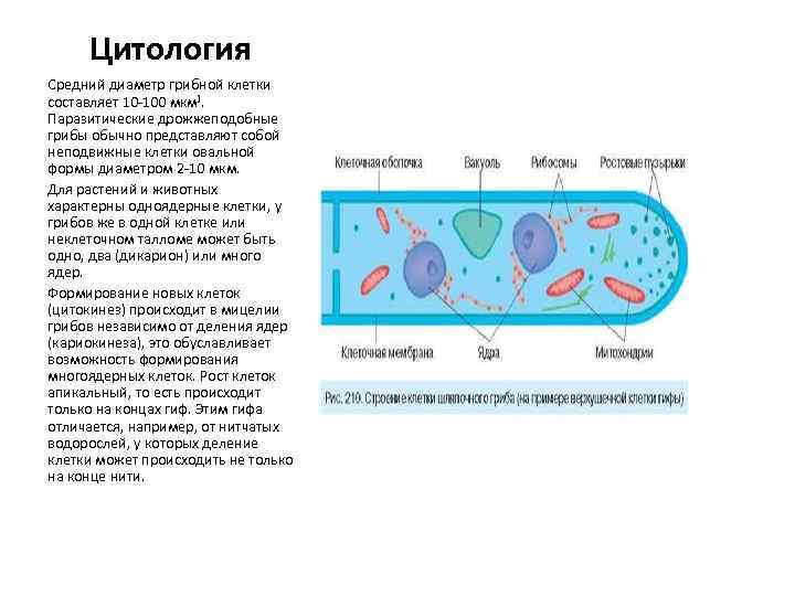  Цитология Средний диаметр грибной клетки составляет 10 -100 мкм].  Паразитические дрожжеподобные грибы