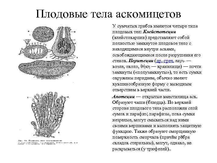 Плодовые тела аскомицетов   У сумчатых грибов имеются четыре типа   