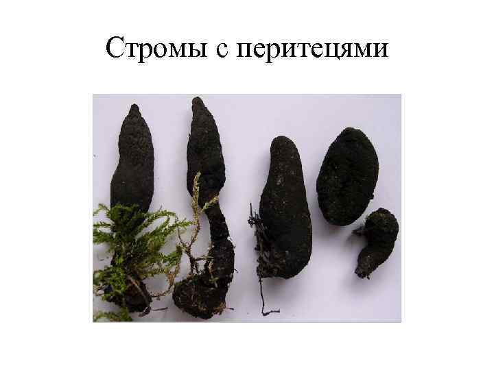 Стромы с перитецями 