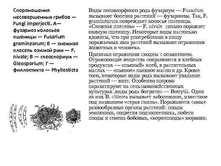Спороношения   Виды полиморфного рода фузариум — Fusarium несовершенных грибов —  вызывают