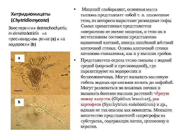       • Мицелий слаборазвит, основная масса  Хитридиомицеты 