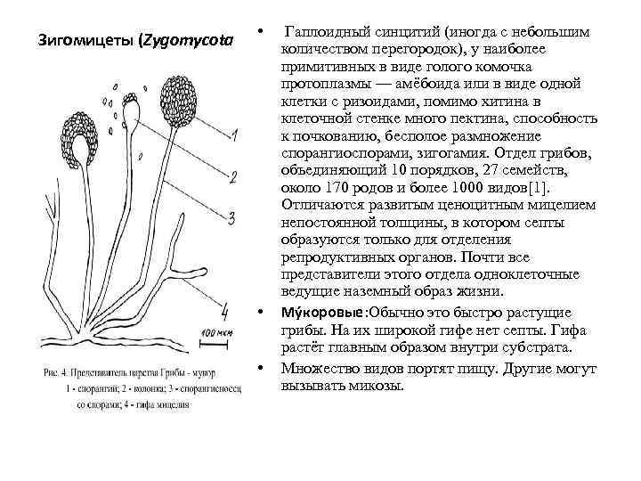 Классификация грибов по съедобности с фото таблица