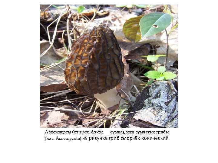 Аскомицеты (от греч. ἀσκός — сумка), или сумчатые грибы (лат. Ascomycota) на рисунке гриб