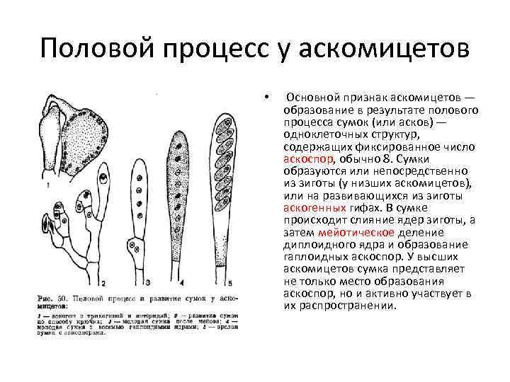 Половой процесс у аскомицетов   • Основной признак аскомицетов —   