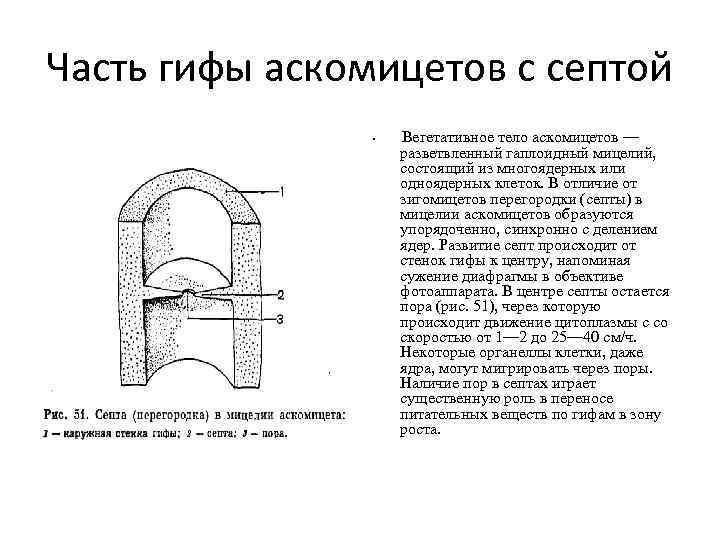 Часть гифы аскомицетов с септой   •  Вегетативное тело аскомицетов — 