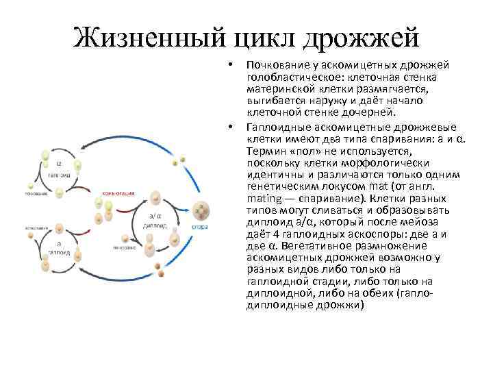 Жизненный цикл дрожжей  •  Почкование у аскомицетных дрожжей    голобластическое:
