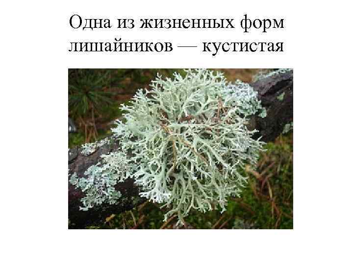 Одна из жизненных форм лишайников — кустистая 