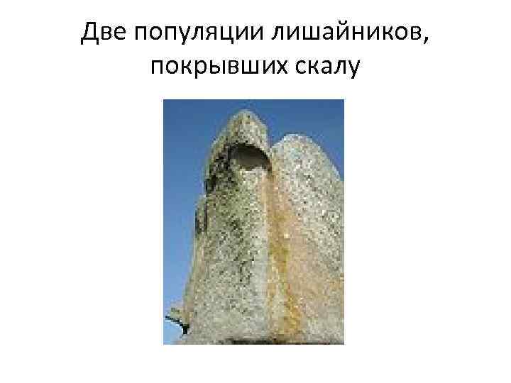 Две популяции лишайников,  покрывших скалу 