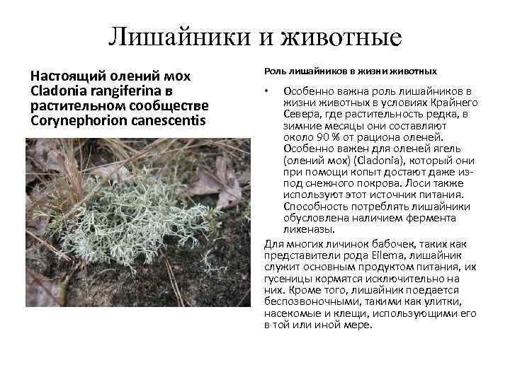    Лишайники и животные     Роль лишайников в жизни
