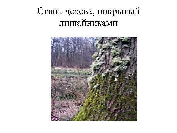 Ствол дерева, покрытый лишайниками 