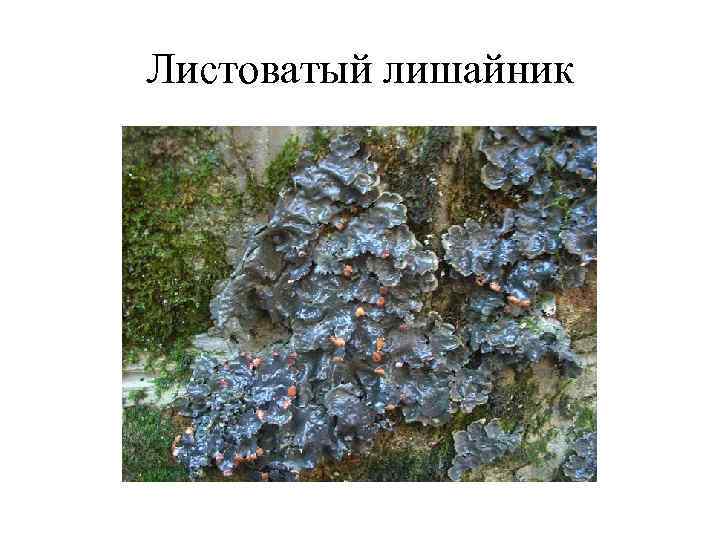 Листоватый лишайник 