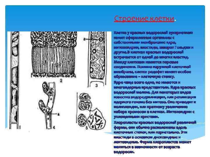 Строение клетки.  Клетка у красных водорослей эукариотная:  имеет оформленные органеллы с собственными