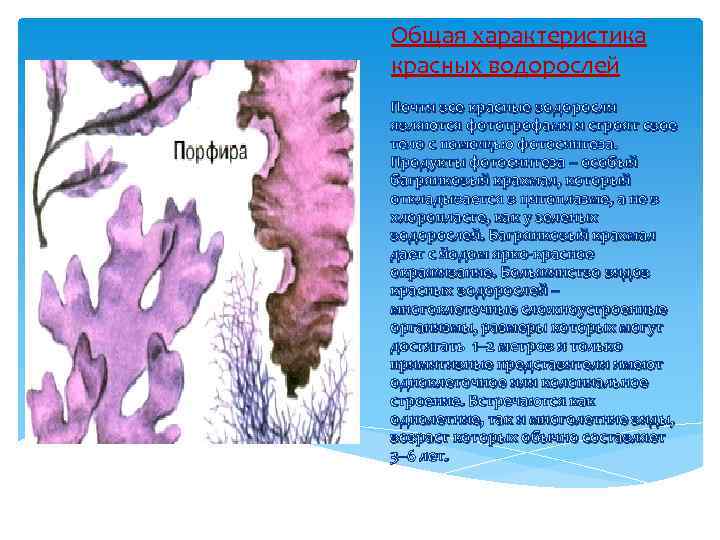 Общая характеристика красных водорослей Почти все красные водоросли являются фототрофами и строят свое тело