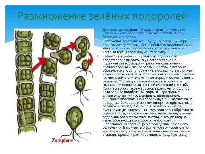 Размножение зелёных водоролей   Для зеленых водорослей характерно наличие всех   