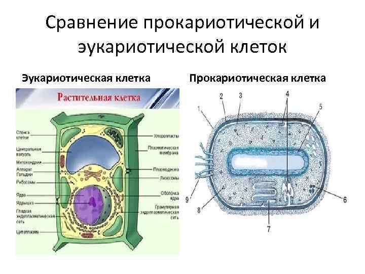   Сравнение прокариотической и  эукариотической клеток Эукариотическая клетка  Прокариотическая клетка 