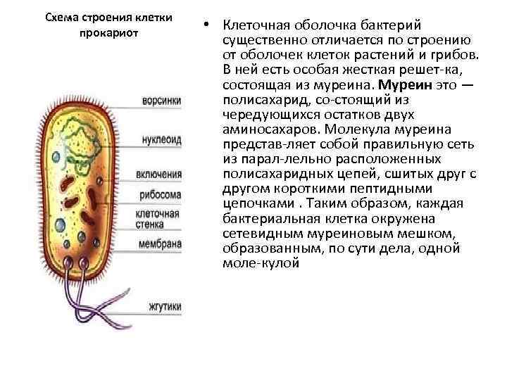 Структура клетки прокариот. Муреин у прокариот. Прокариоты доядерные бактерии схема. Строение клетки прокариот бактерии. Строение прокариот схема.