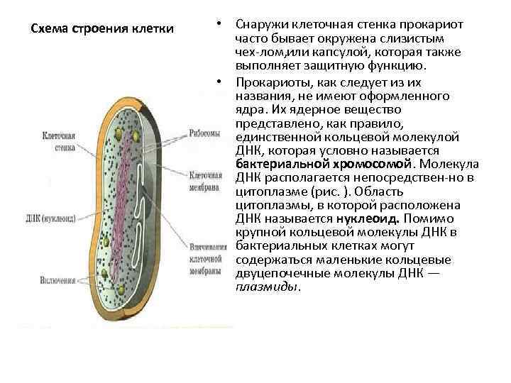 Стенки прокариотов