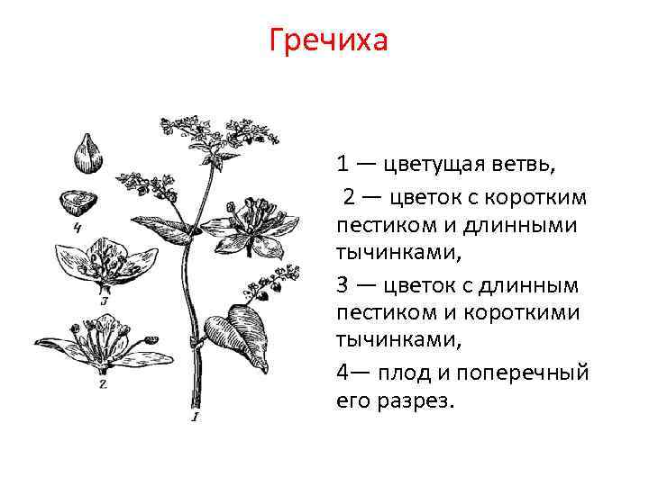 Гречиха 1 — цветущая ветвь, 2 — цветок с коротким  пестиком и длинными
