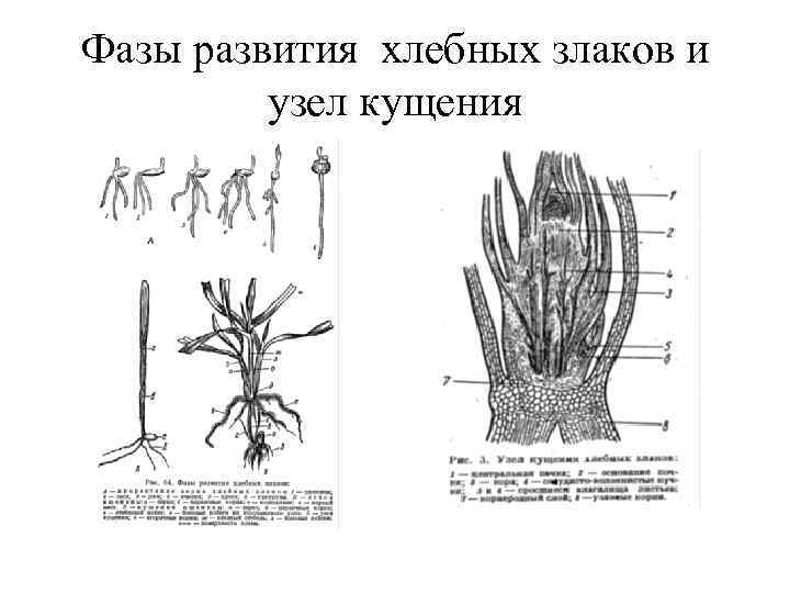 Фазы развития хлебных злаков и   узел кущения 