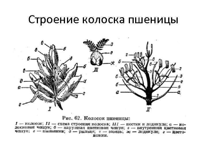 Строение и особенности колоса пшеницы - omvesti.com