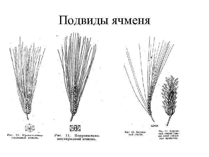 Подвиды ячменя 