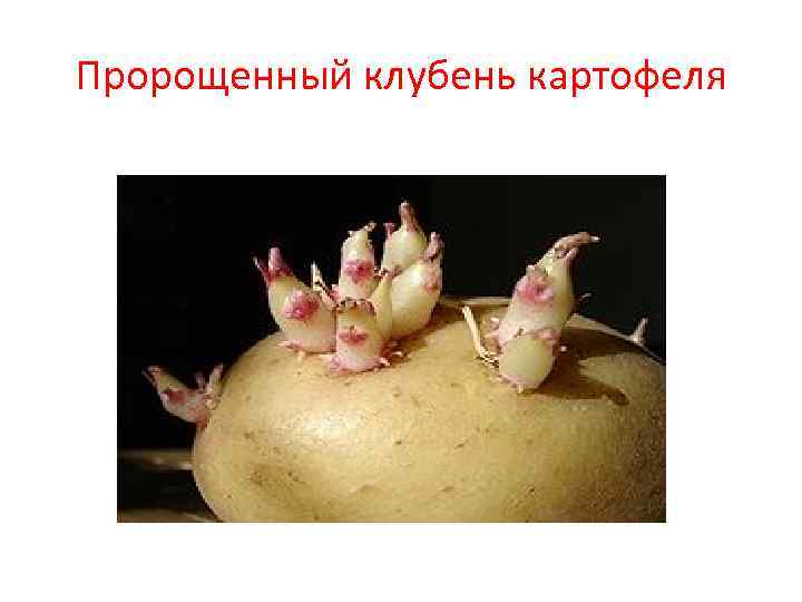 Пророщенный клубень картофеля 