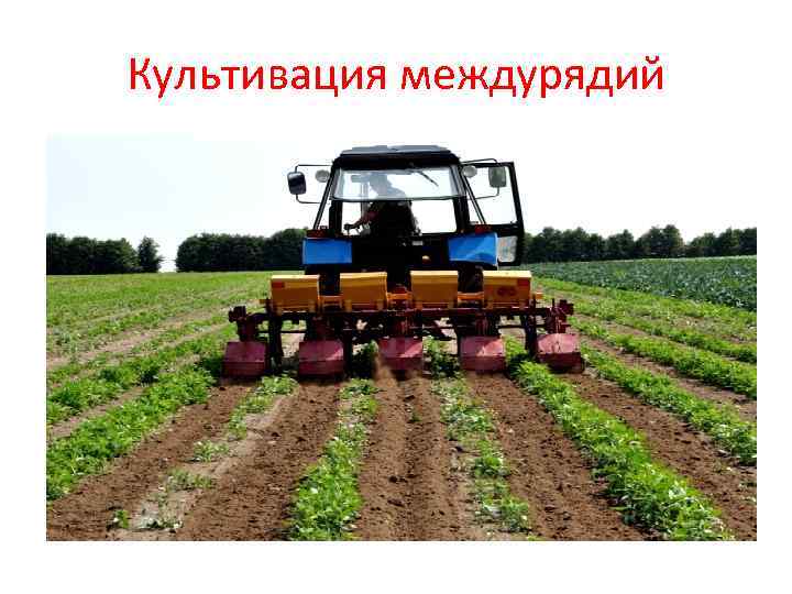 Культивация междурядий 