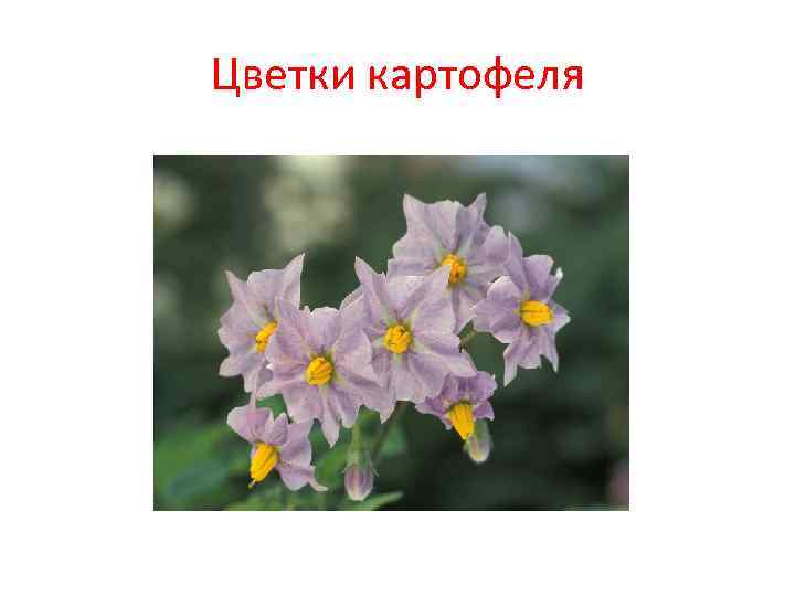 Цветки картофеля 