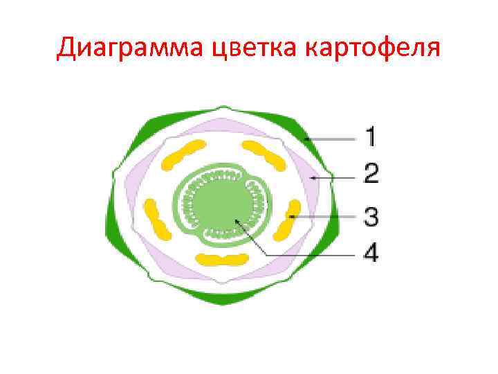 Диаграмма цветка картофеля 