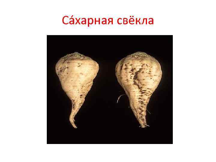 Са харная свёкла Са харная свёкла