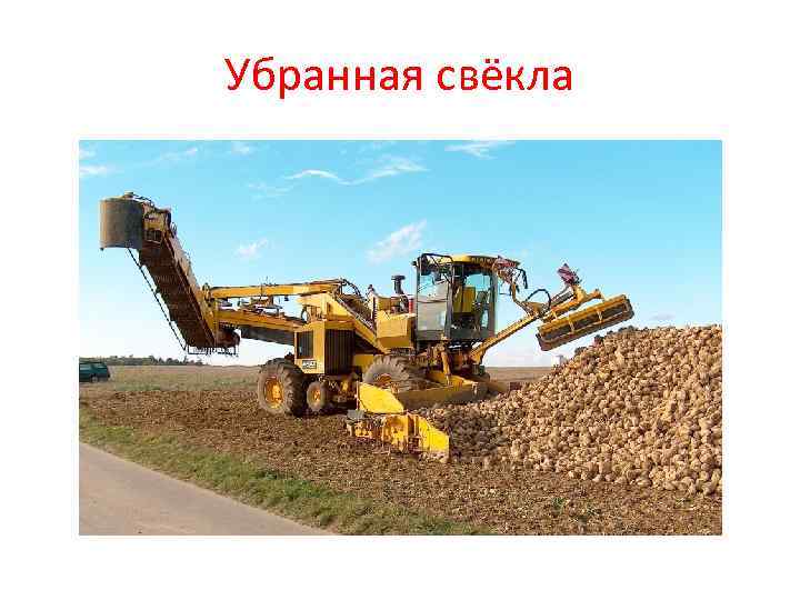 Убранная свёкла Убранная свёкла
