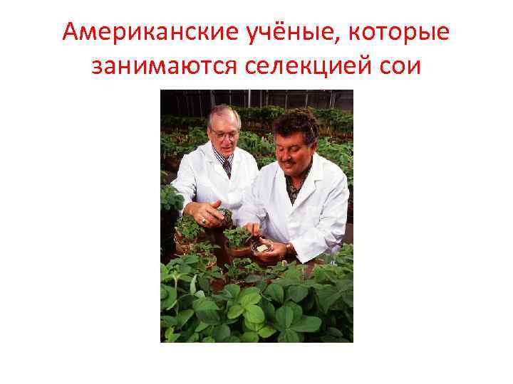 Американские учёные, которые занимаются селекцией сои Американские учёные, которые занимаются селекцией сои
