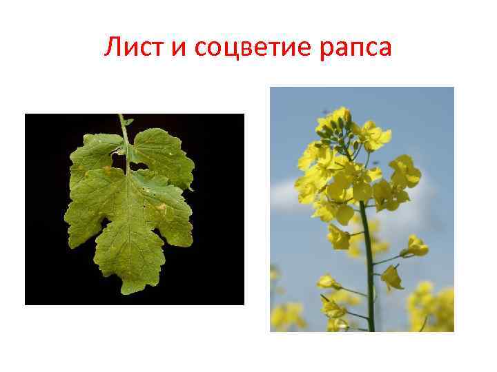 Лист и соцветие рапса Лист и соцветие рапса