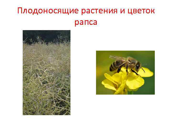 Плодоносящие растения и цветок рапса Плодоносящие растения и цветок рапса